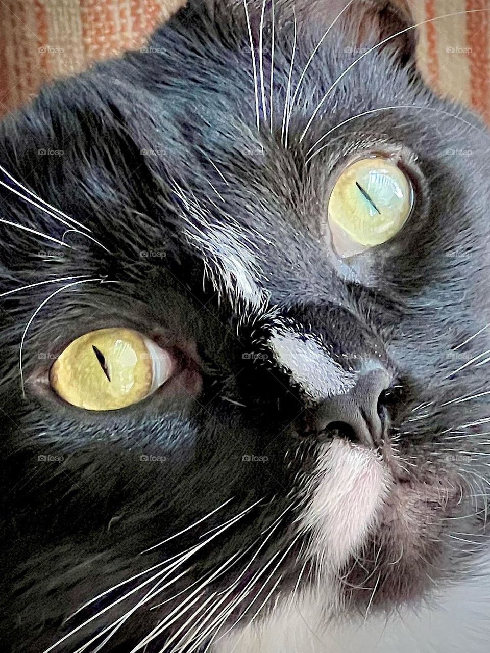 Super close up of a sweet but crazy black and white cat