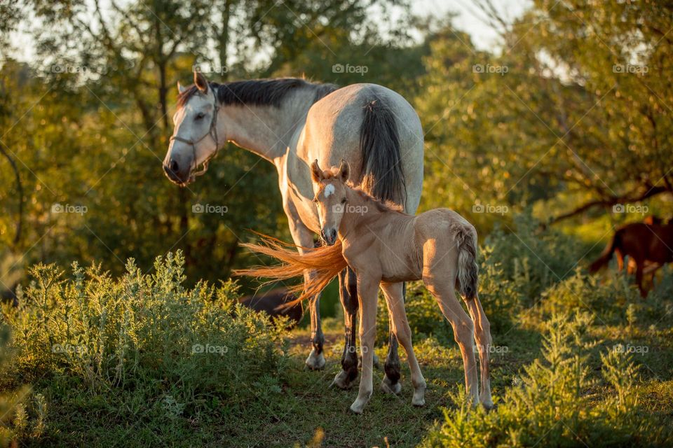 Herd of horses at sunset. Spanish PRE foals