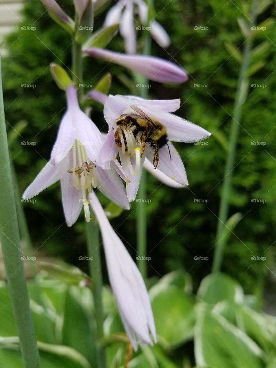 pollinating bee