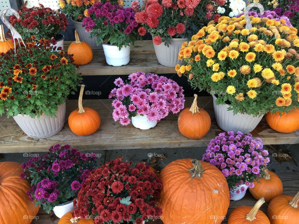 Flowers and pumpkins on a shelf 