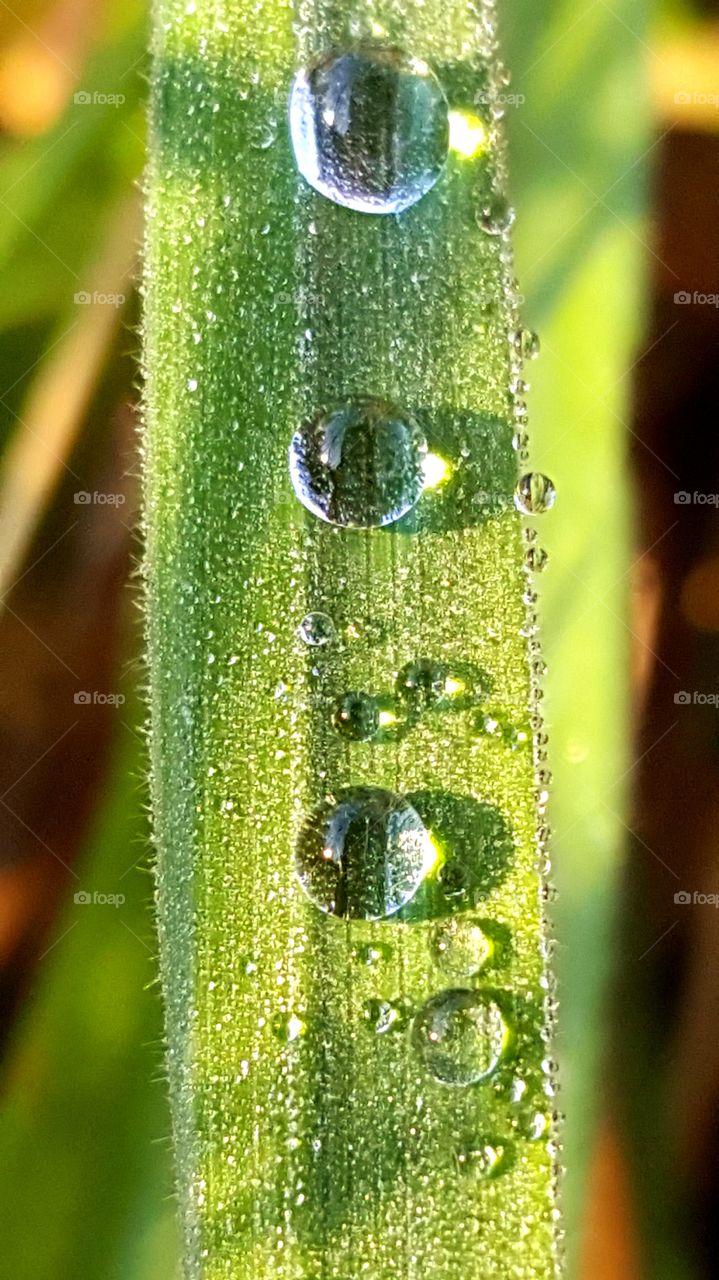 Dew on the grass.