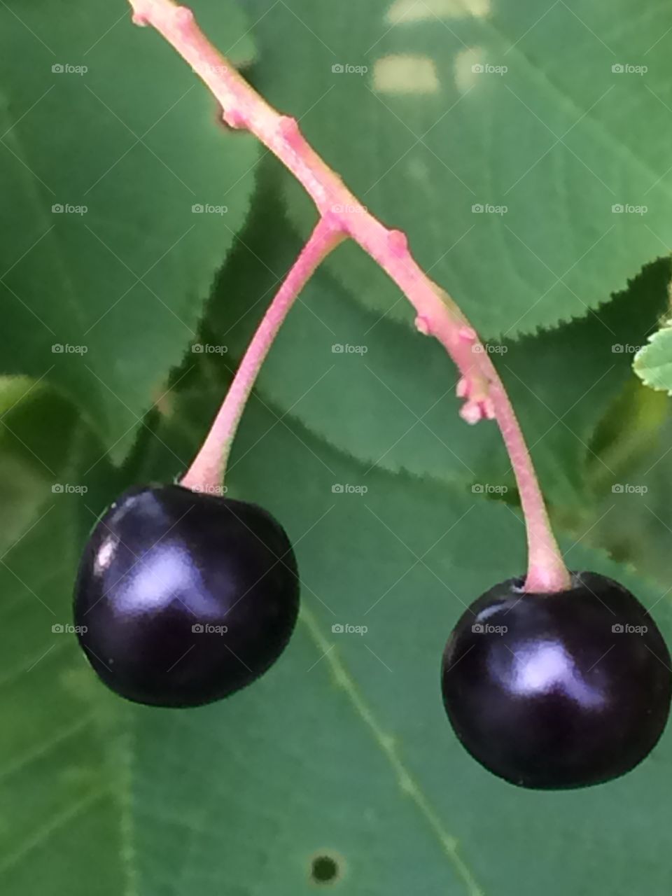 Berries on plant