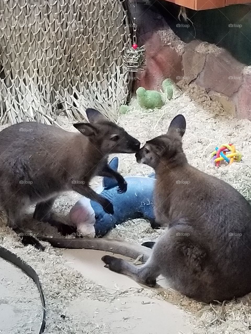 Wallabies