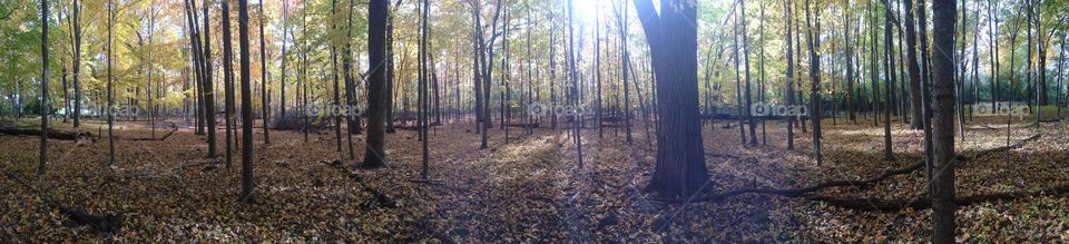 Panoramic view of trees in forest