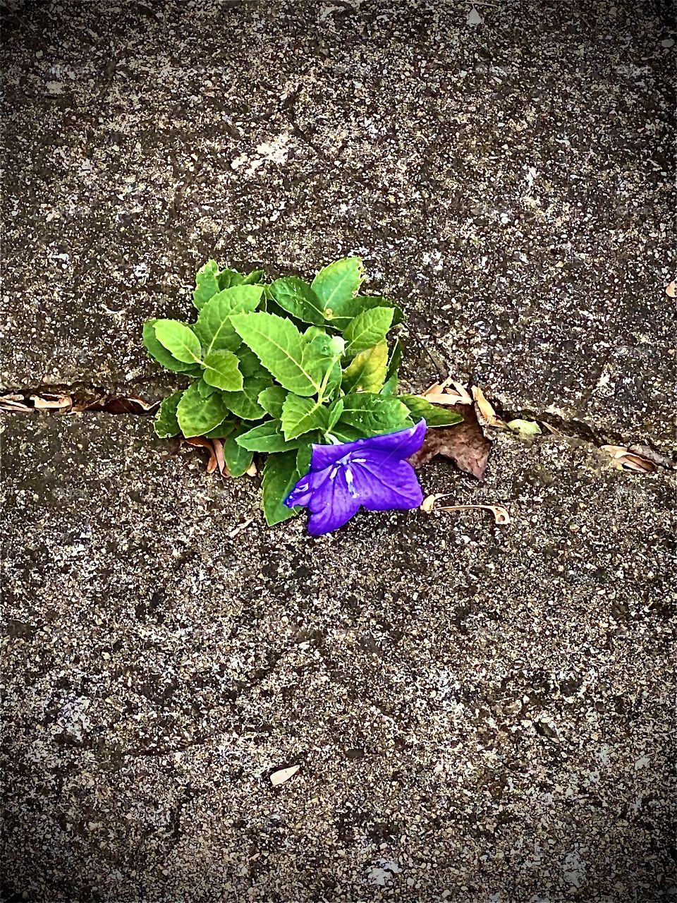 Flower Growing Through the Cracks