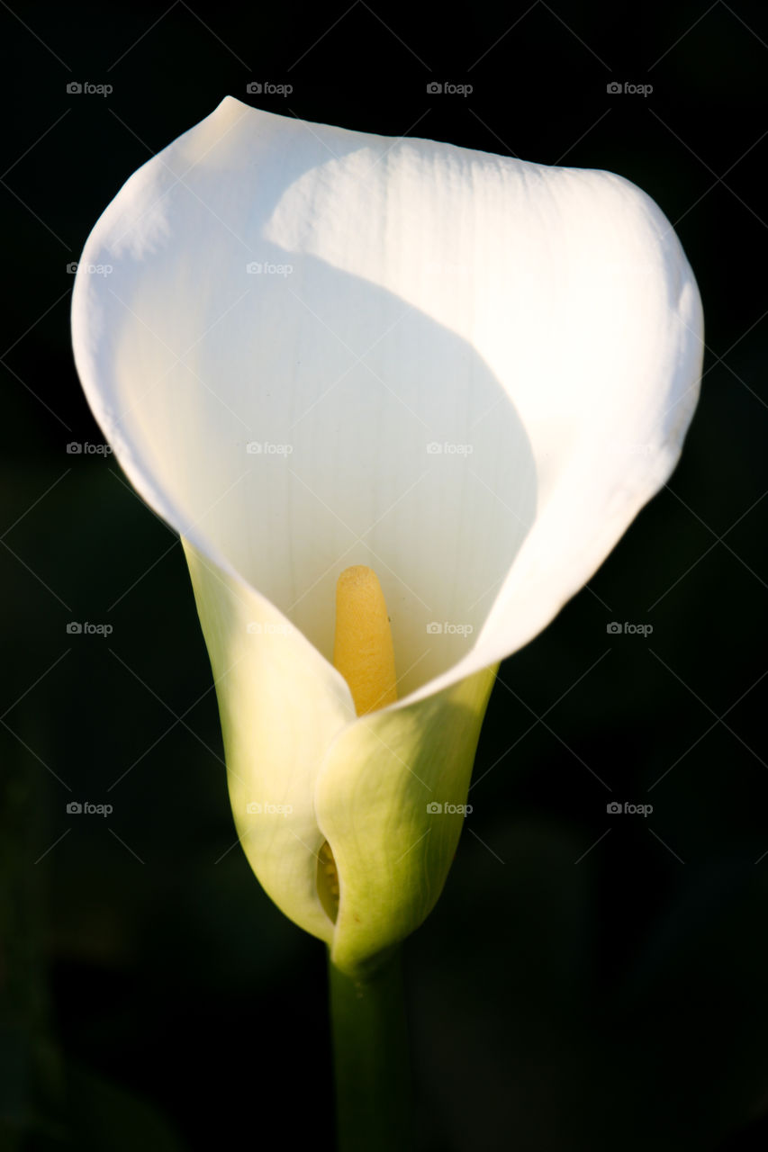 The beautiful calla Lilly flower portrait