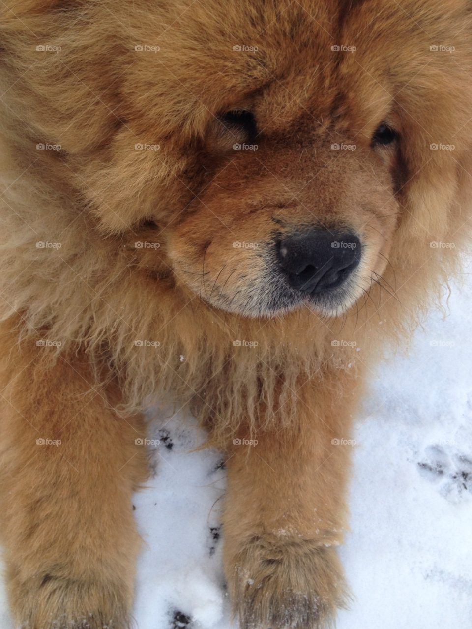 Close-up of dog in snow