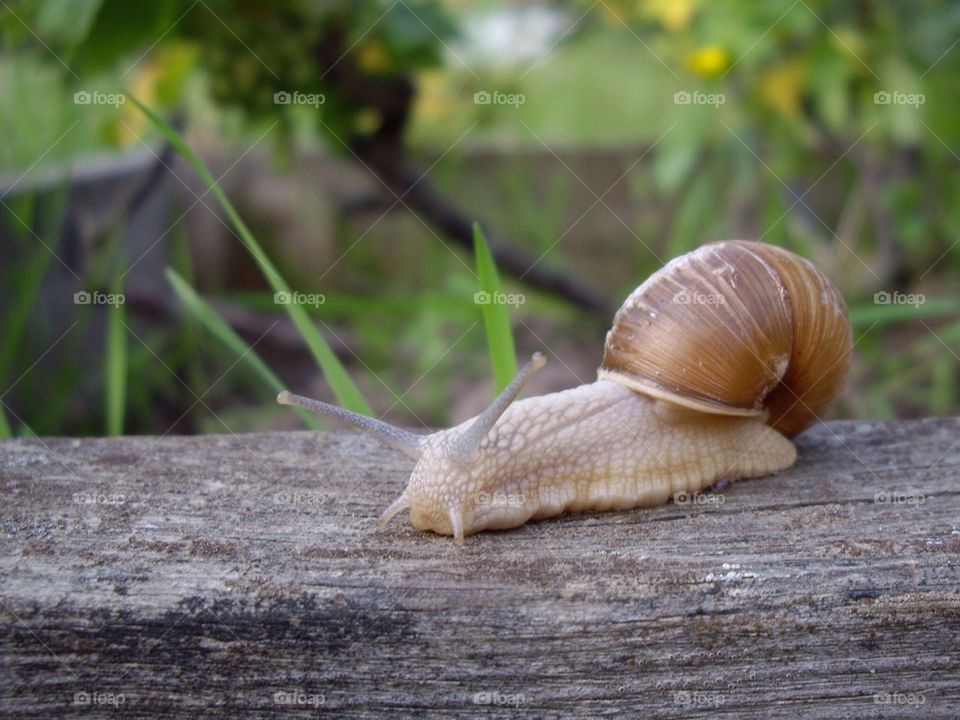 snail