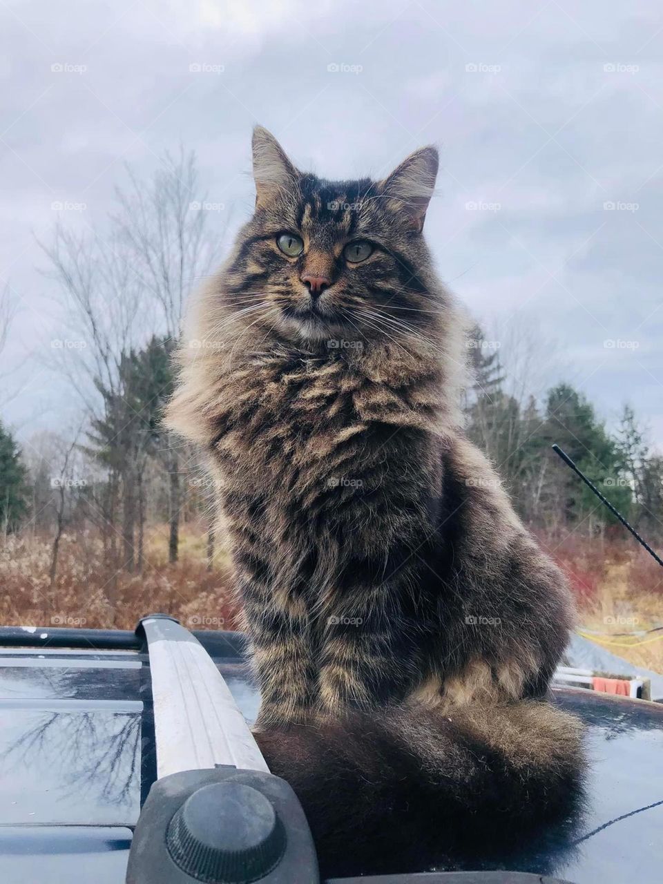 Mr.pichu the firecracker 