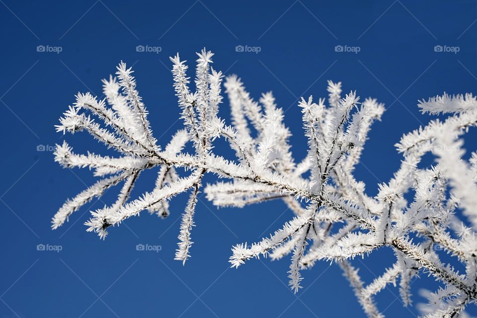 Tree branches in frost