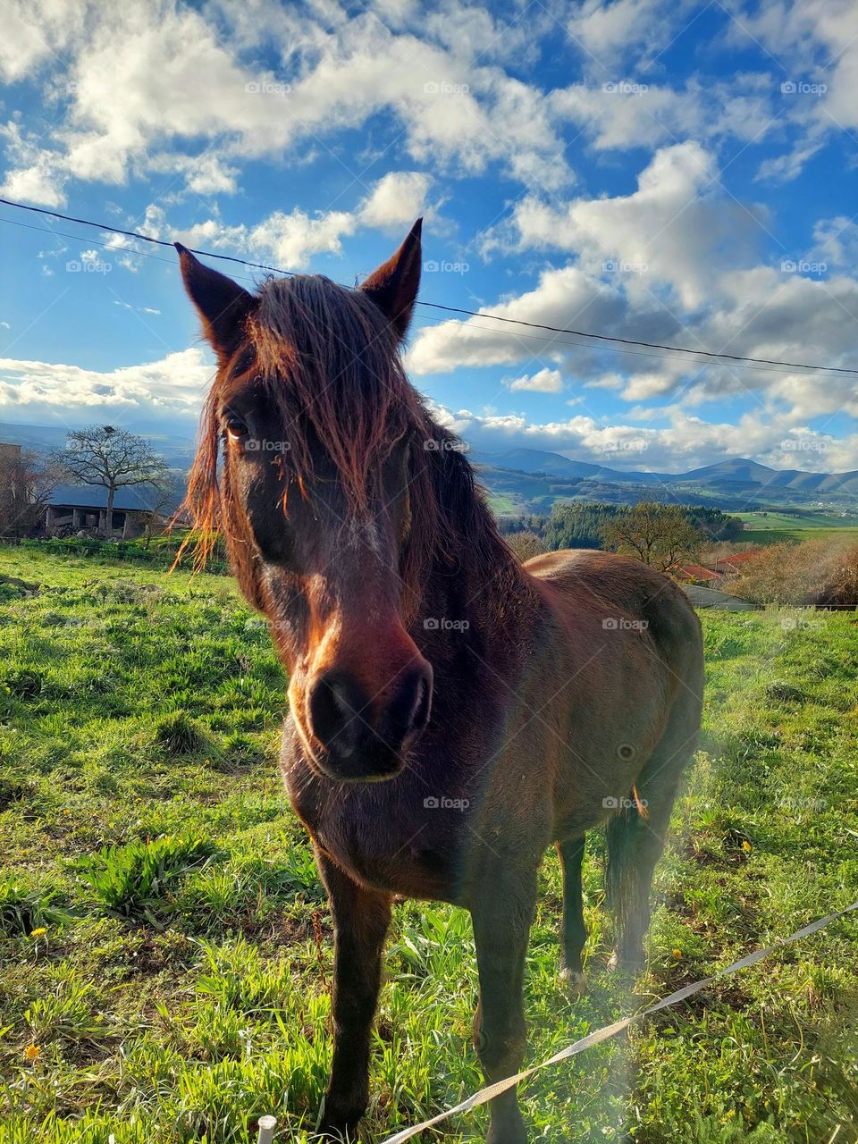 Pretty horse in the field