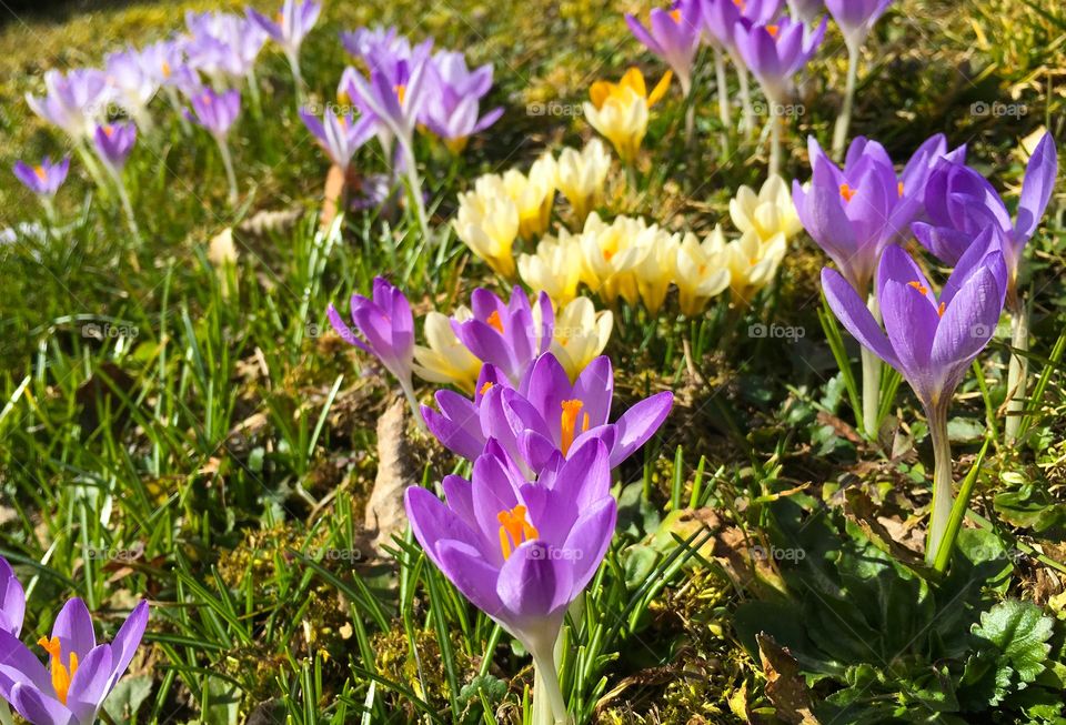 Field of crocus flowers