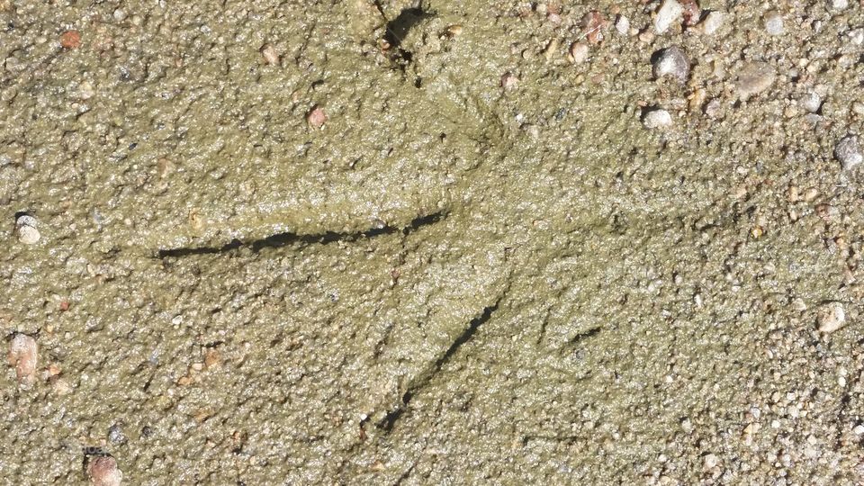 Sandhill Crane Print