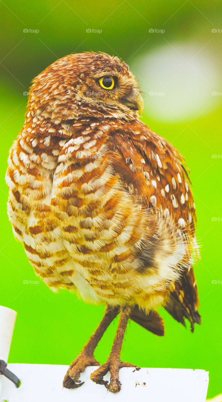 Burrowing  Owl