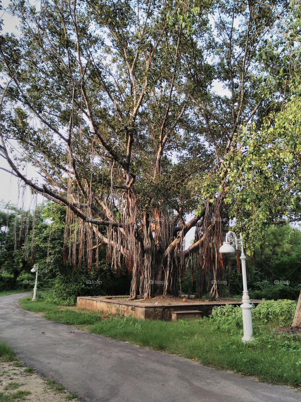 banyan tree.