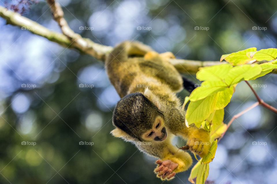 Close Up Of A Black-Capped Monkey In A Tree