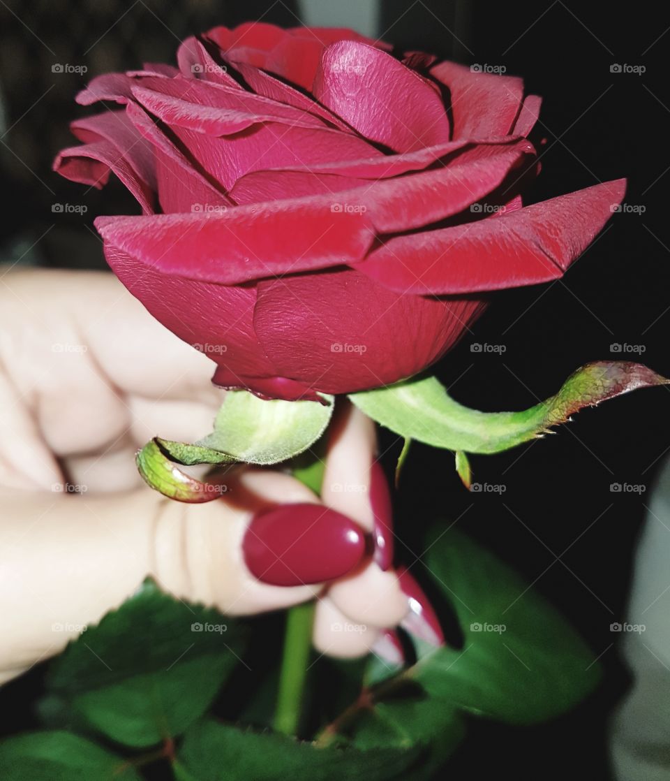 Love is red like a rose