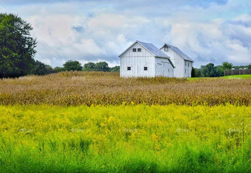 White Barns in Summer