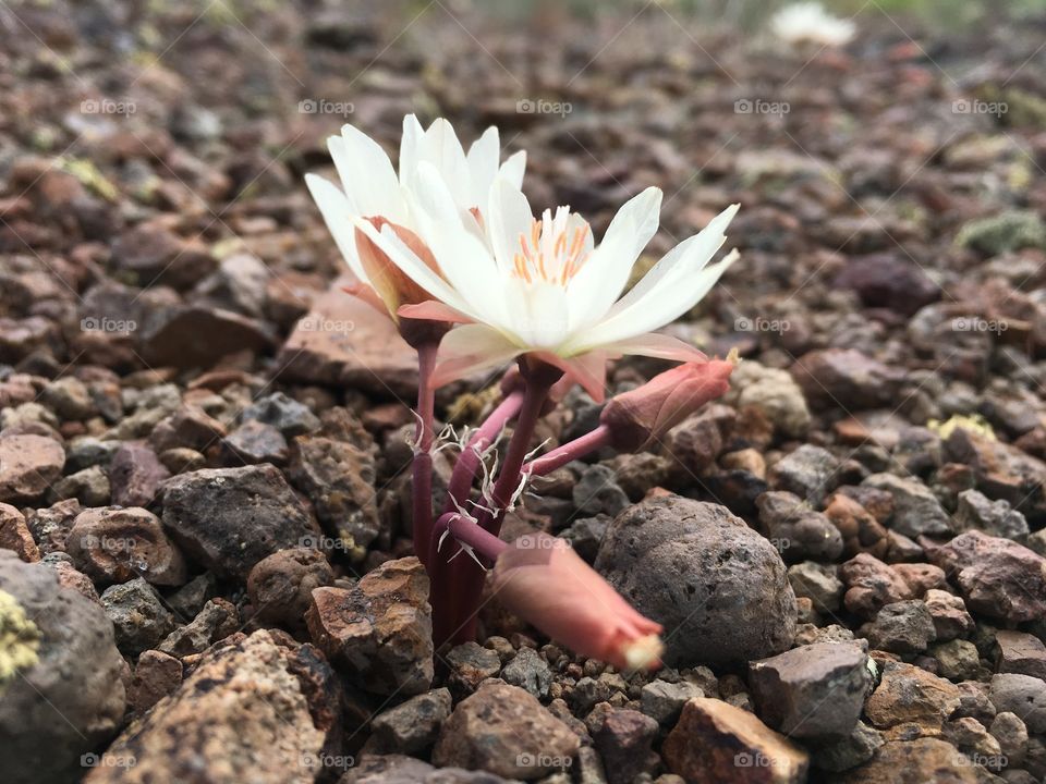 Desert Flower Nevada