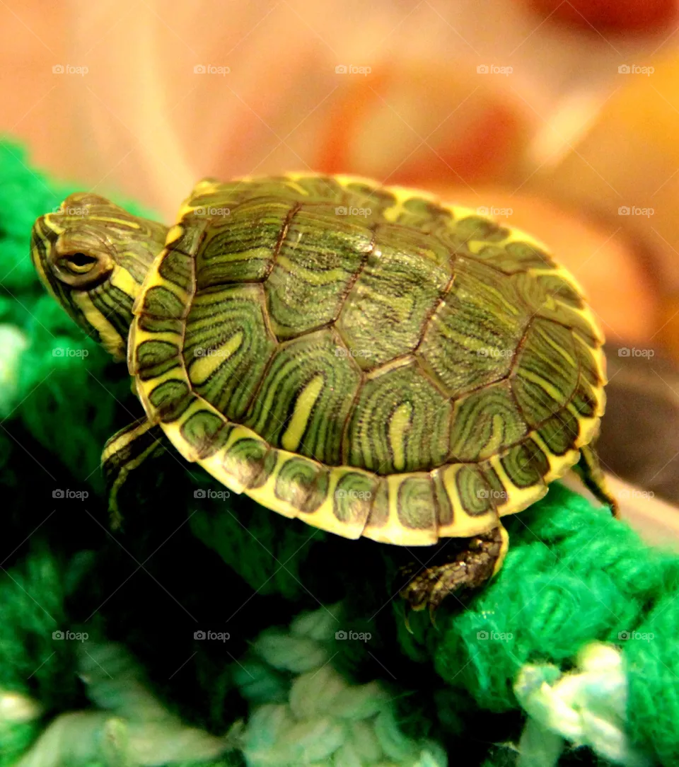 Baby Turtle - Tortuga Bebé