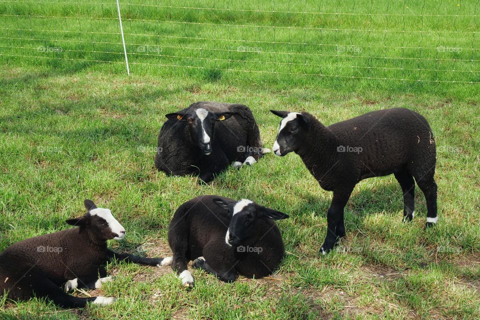 Zwartbles lambs lying on meadow