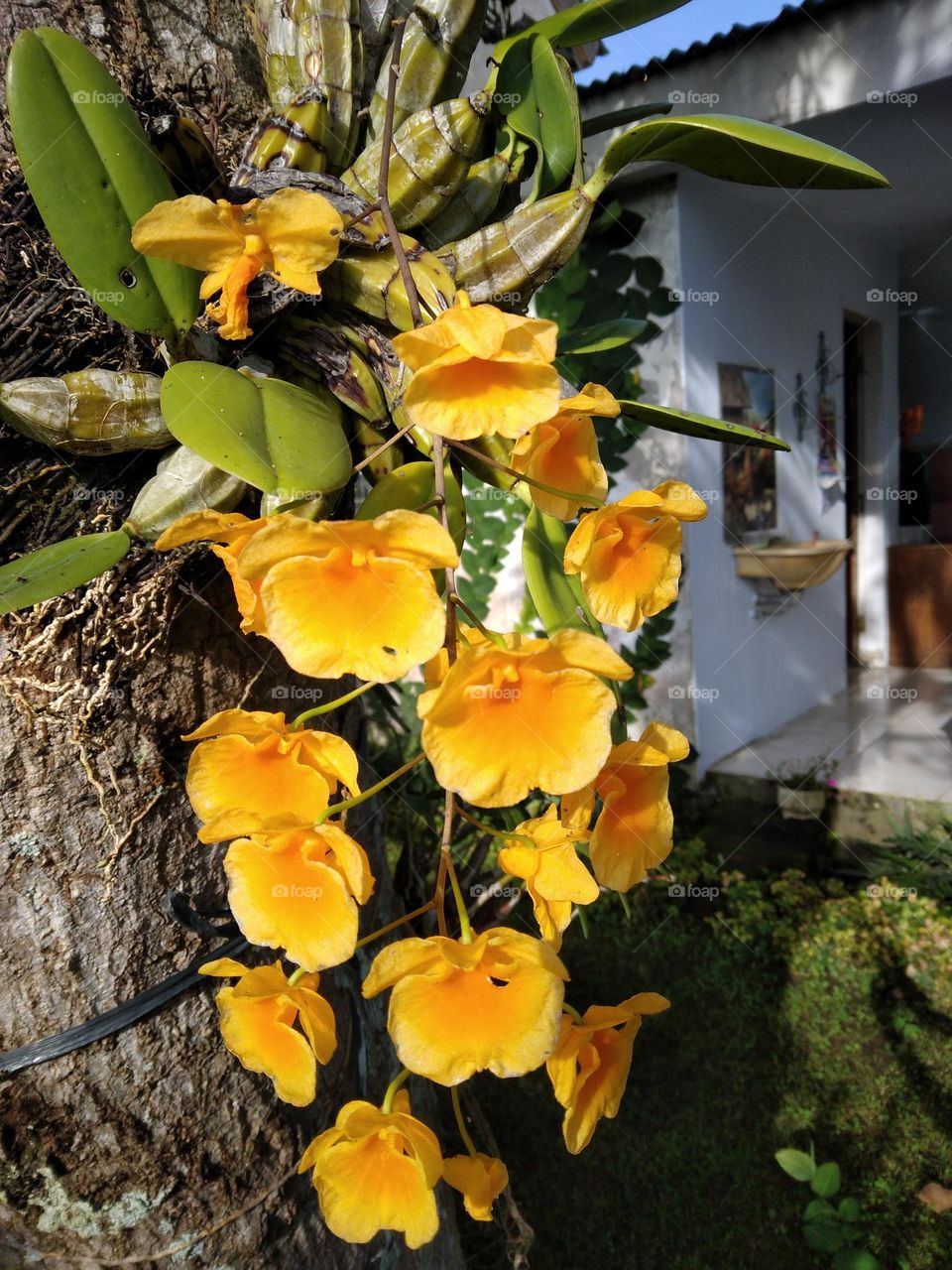 beautiful dendrobium lindleyi