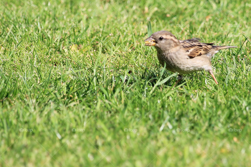 Sparrow forraging, English Wildlife