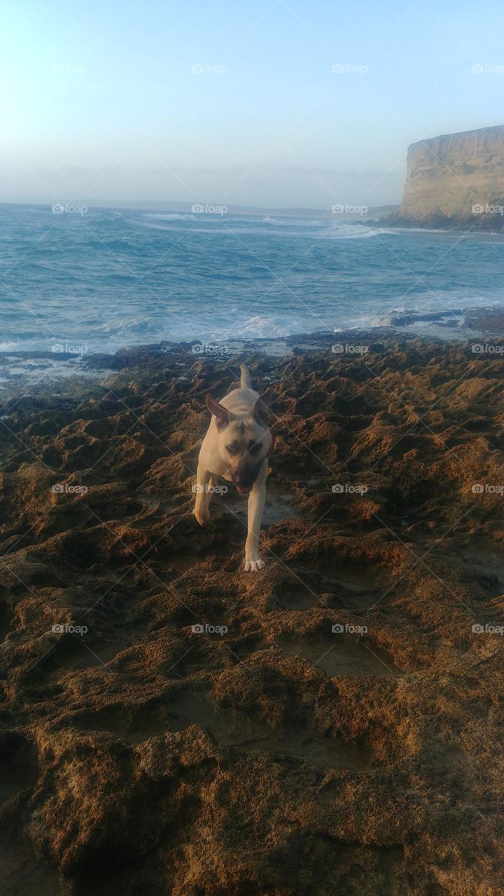 A dog on the coast of the Atlantic Ocean