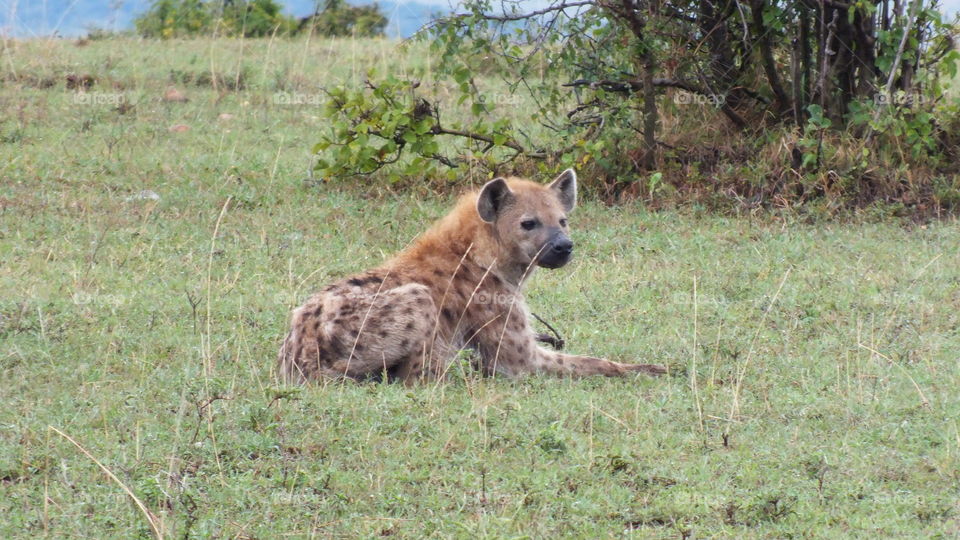 Hyena