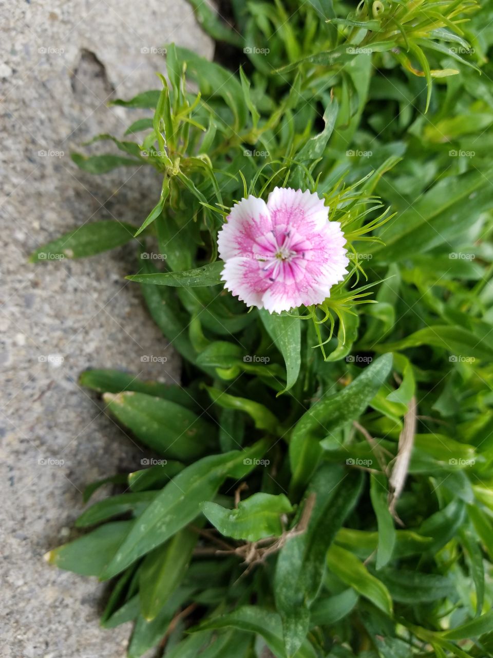 dianthus