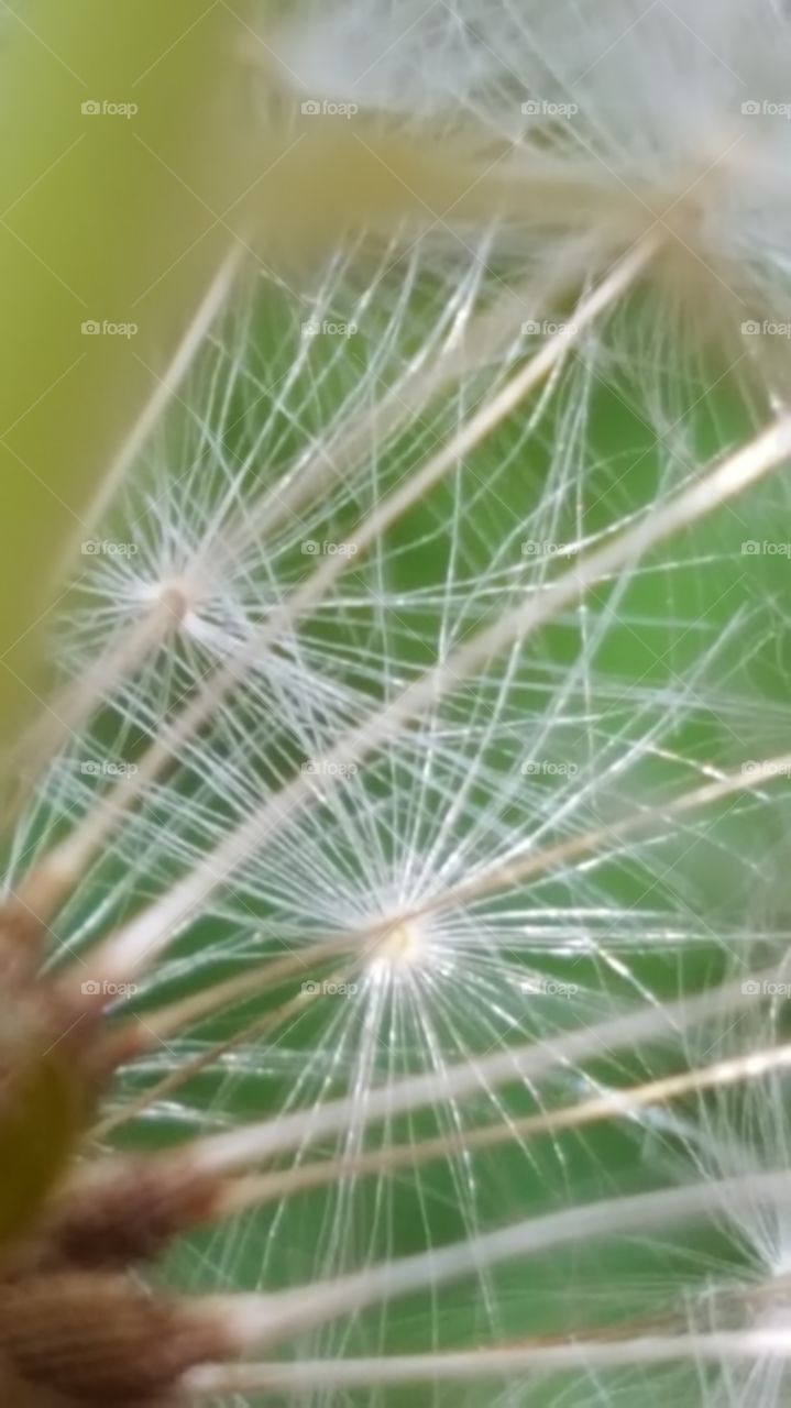 upside down dandelion