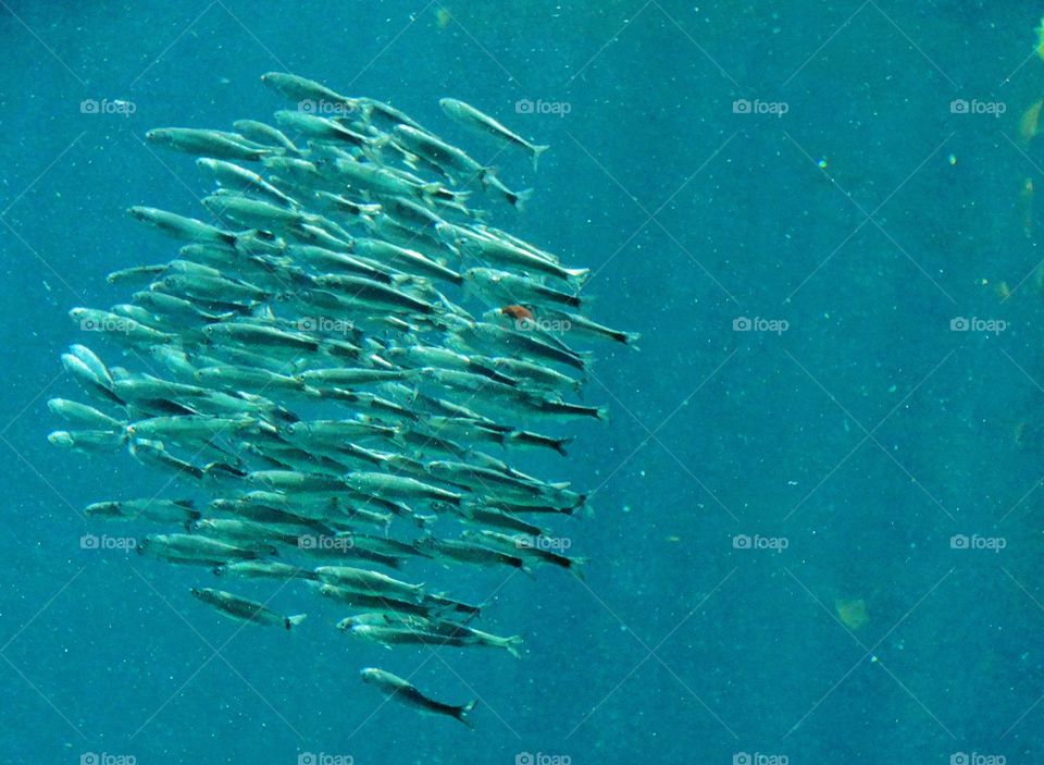 School Of Silver Fish