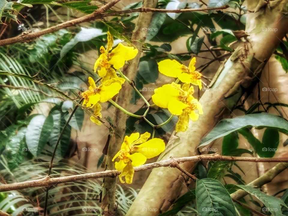 yellow orchid