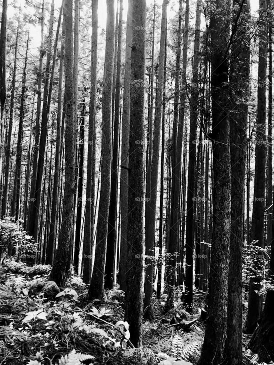 Straight to the Tall Trees