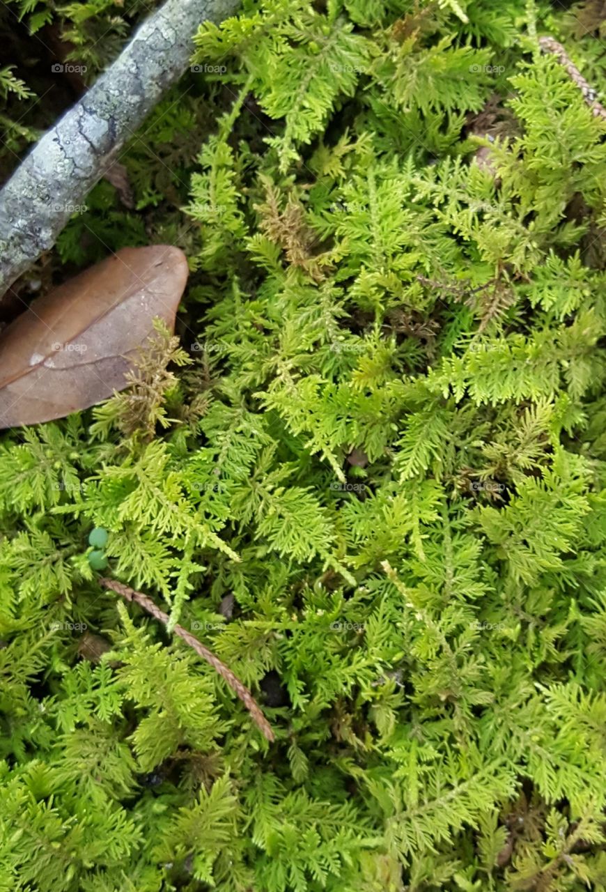 Tiny ferns and fronds