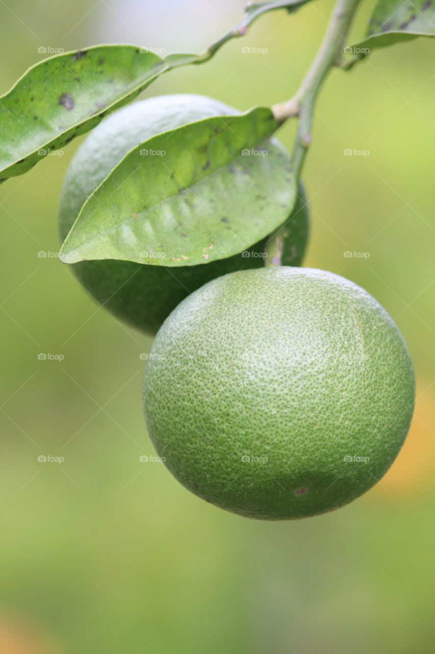 
Unripe tangerines on a branch with green leaves
