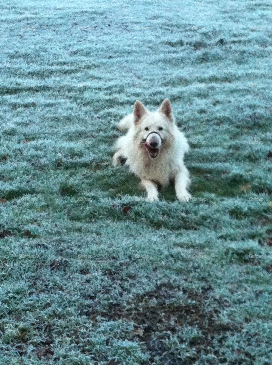 Dog in frost