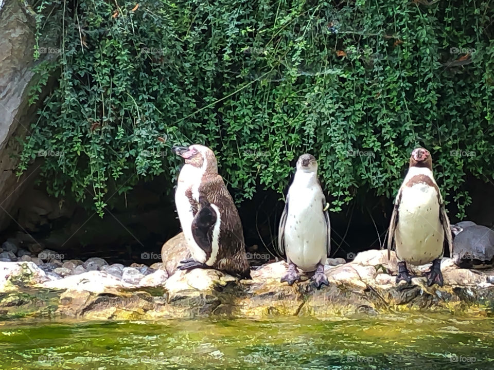 Three penguins 