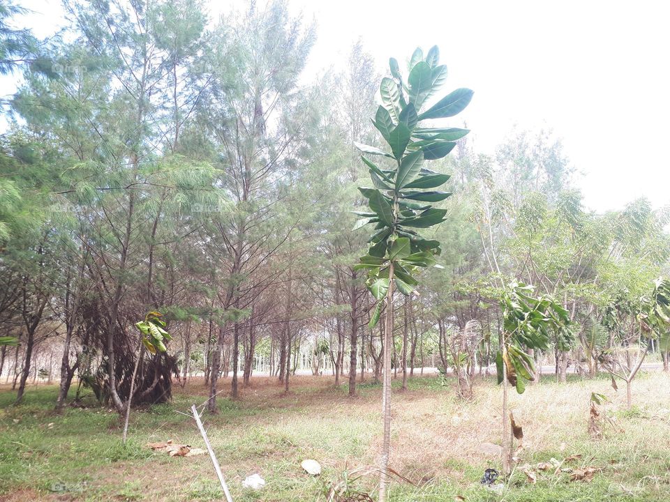 bright green beech and maple forest in spring with lush herbaceous vegetation covering the ground and leaves starting to sprout on sunny day