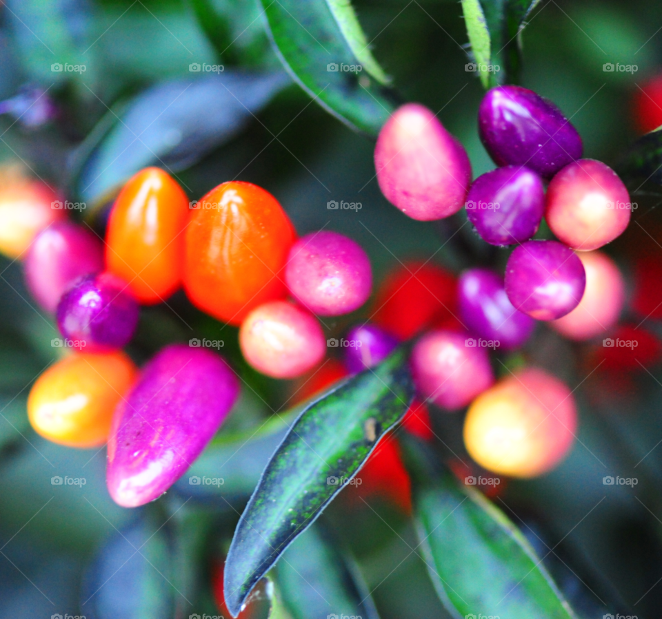 flowers peppers colorful beautiful by lightanddrawing