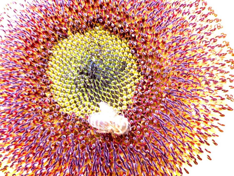 Bee on sunflower