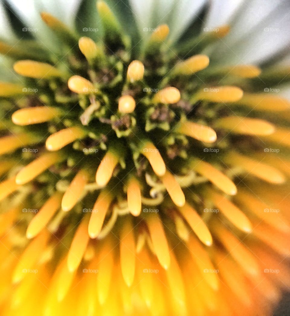Macro yellow close up pincushion flower 