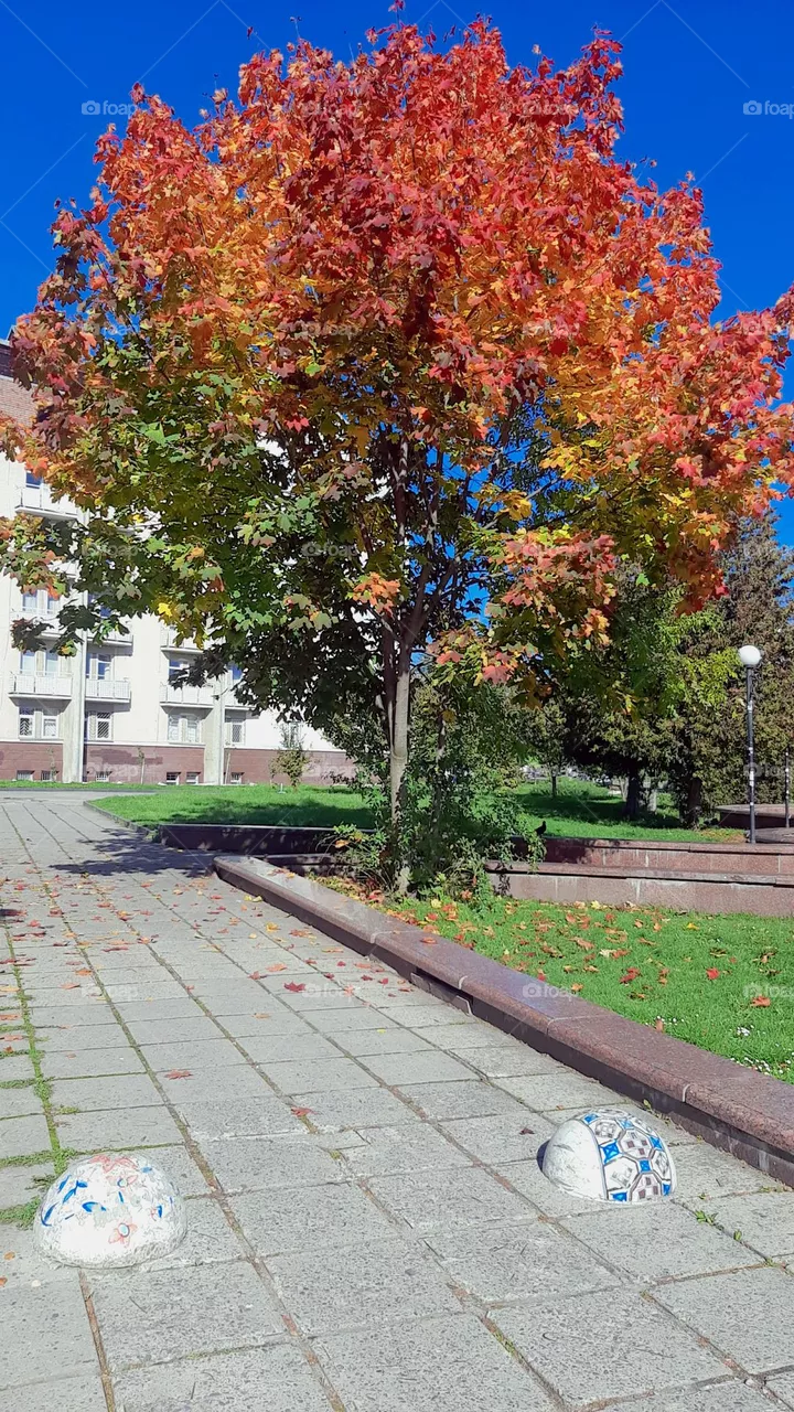Nice autumn