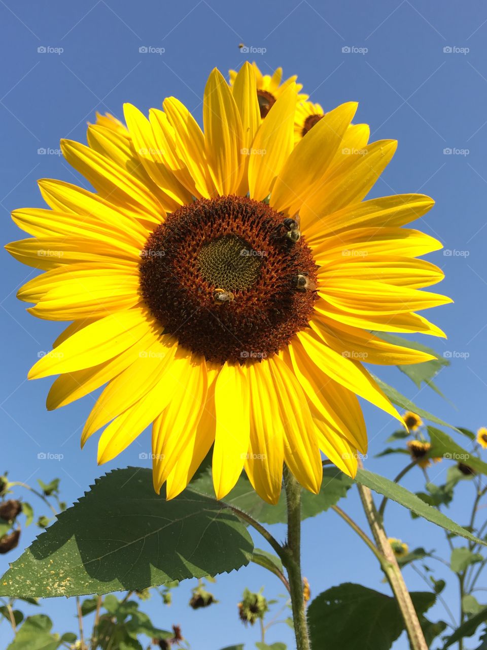 Sunflower