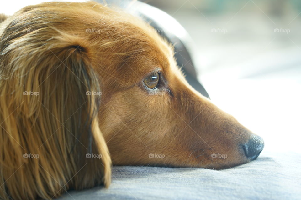 Long hair red dapple dachshund staring out the window loving life and his closeup 