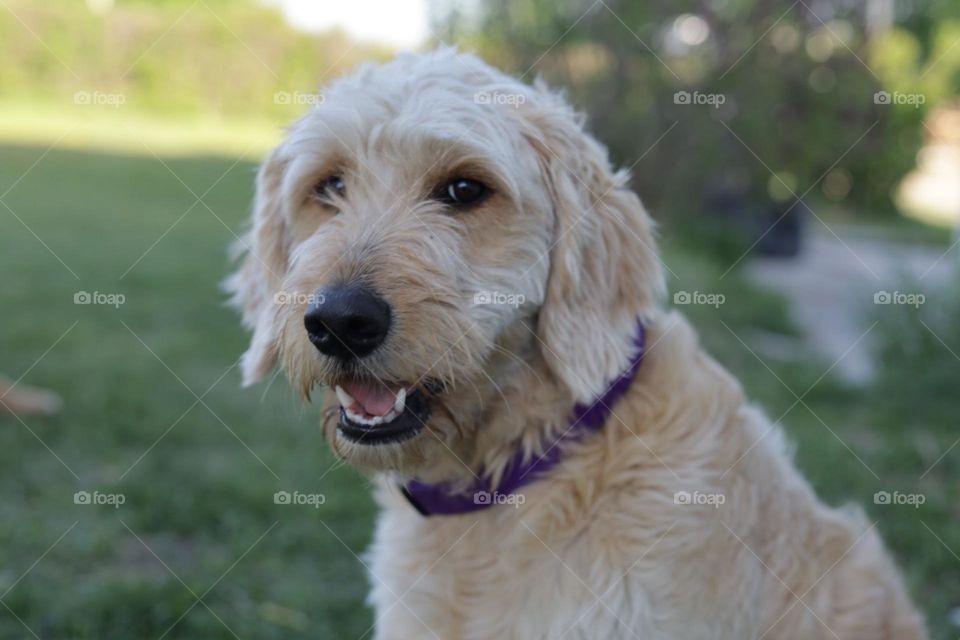 Golden doodle dog 