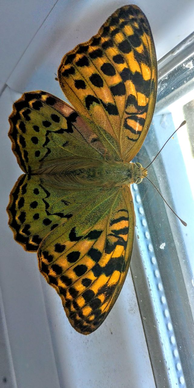 butterfly