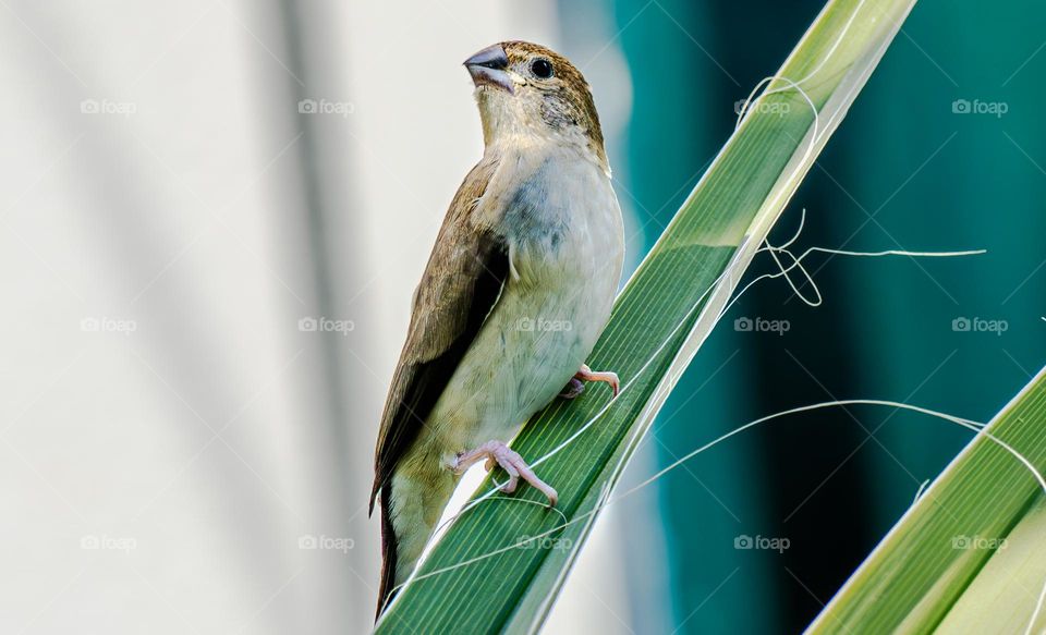 a small bird sits on a green palm branch