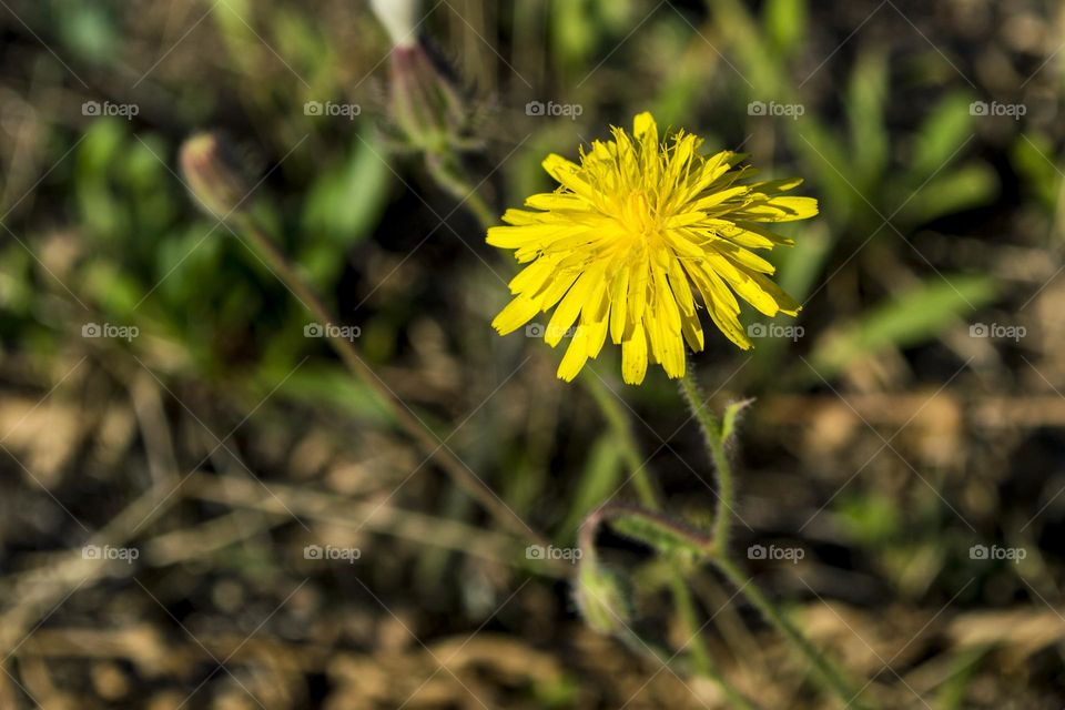 hawkweed