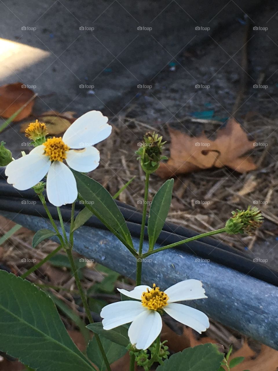Abandoned Robert Hungerford Prep School